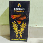Flowerpot Pinjora 1 Packet 10 Piece